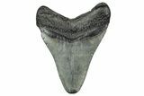 Fossil Megalodon Tooth - South Carolina #327559-1